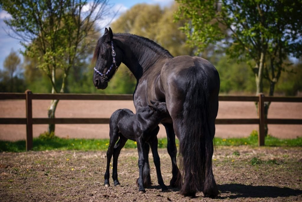 Massage Your Horse